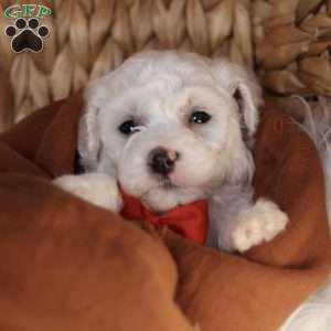 Bobby, Bichon Frise Puppy